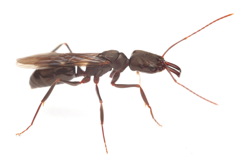 Two-spined trapjaw ant