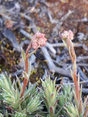 Saxifraga bronchialis