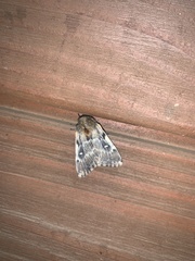 Ormiscodes nigrosignata