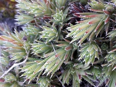 Saxifraga bronchialis