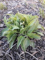 Tracheophyta