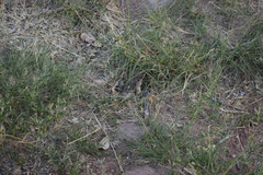 Thomomys bottae centralis