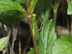 Odontomantis sinensis