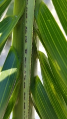 Pseudophoenix sargentii