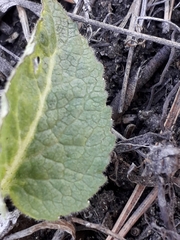Tracheophyta