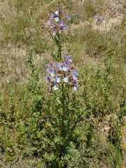 Salvia chamelaeagnea