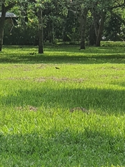 Acridotheres javanicus