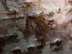 Frullania hattoriana