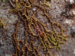 Frullania hattoriana