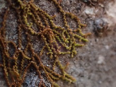 Frullania hattoriana