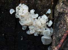 Ductifera pululahuana