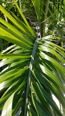 Pseudophoenix sargentii