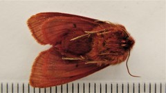 Phragmatobia assimilans