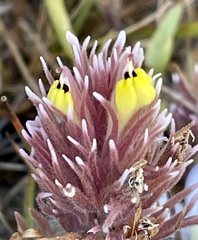 Castilleja ambigua insalutata