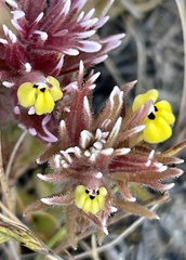 Castilleja ambigua insalutata