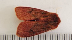 Phragmatobia assimilans