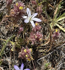 Castilleja ambigua insalutata
