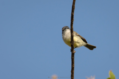 Serpophaga griseicapilla