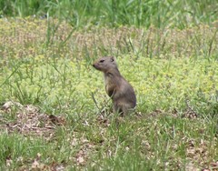 Urocitellus beldingi