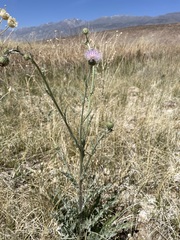 Cirsium mohavense