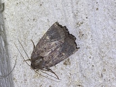 Pseudorthodes