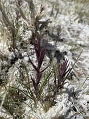 Chloropyron maritimum