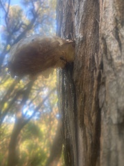 Omphalotus nidiformis