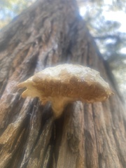 Omphalotus nidiformis