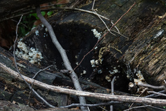 Ductifera pululahuana