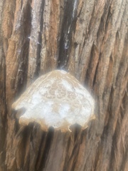 Omphalotus nidiformis