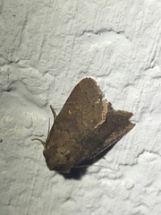 Pseudorthodes