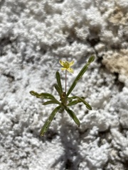 Cleomella parviflora