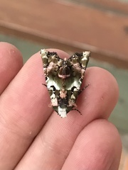 Heterochroma hypatia