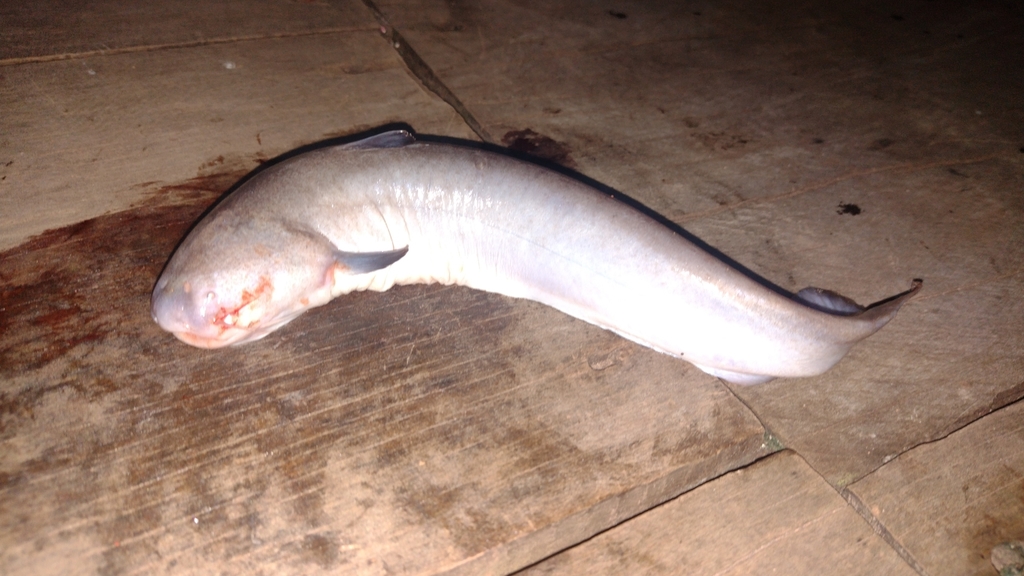 Candiru whale catfish (Cetopsis candiru) — Cetopsidae