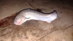 Cetopsis candiru