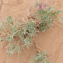 Astragalus ceramicus