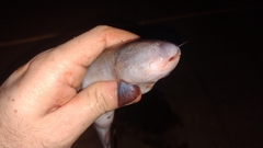 Cetopsis candiru