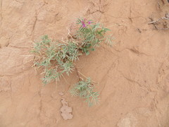 Astragalus ceramicus