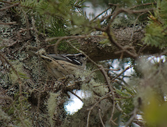Mniotilta varia image