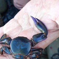 Petrolisthes violaceus