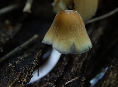 Coprinellus micaceus
