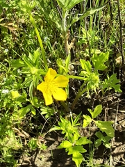 Ranunculus orthorhynchus
