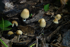 Coprinellus micaceus