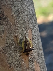 Tylospilus chilensis