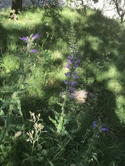 Campanula spicata