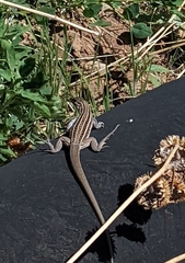 Aspidoscelis neomexicanus