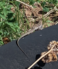 Aspidoscelis neomexicanus