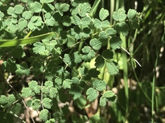 Thalictrum foetidum