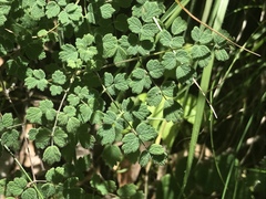 Thalictrum foetidum