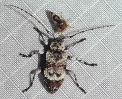 Leptostylus asperatus